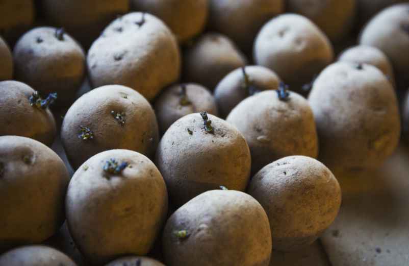 Quand est-ce que consommer des pommes de terre germées devient toxique ?
